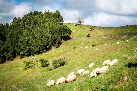 Spain, Moya, Forest