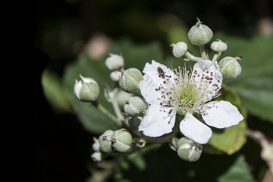 Blackberry bloom flora