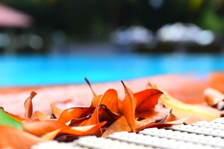 Swimming water leaf photo