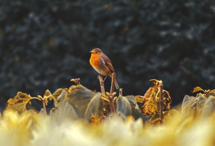 brown bird on top of green leafed plant photo