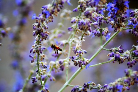 Flowers, Honeybee, Nector