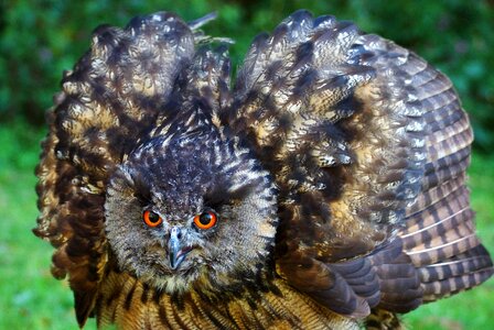 Feather bird of prey animal