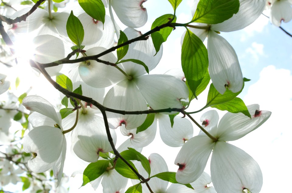 Hadley, United states, Spring
