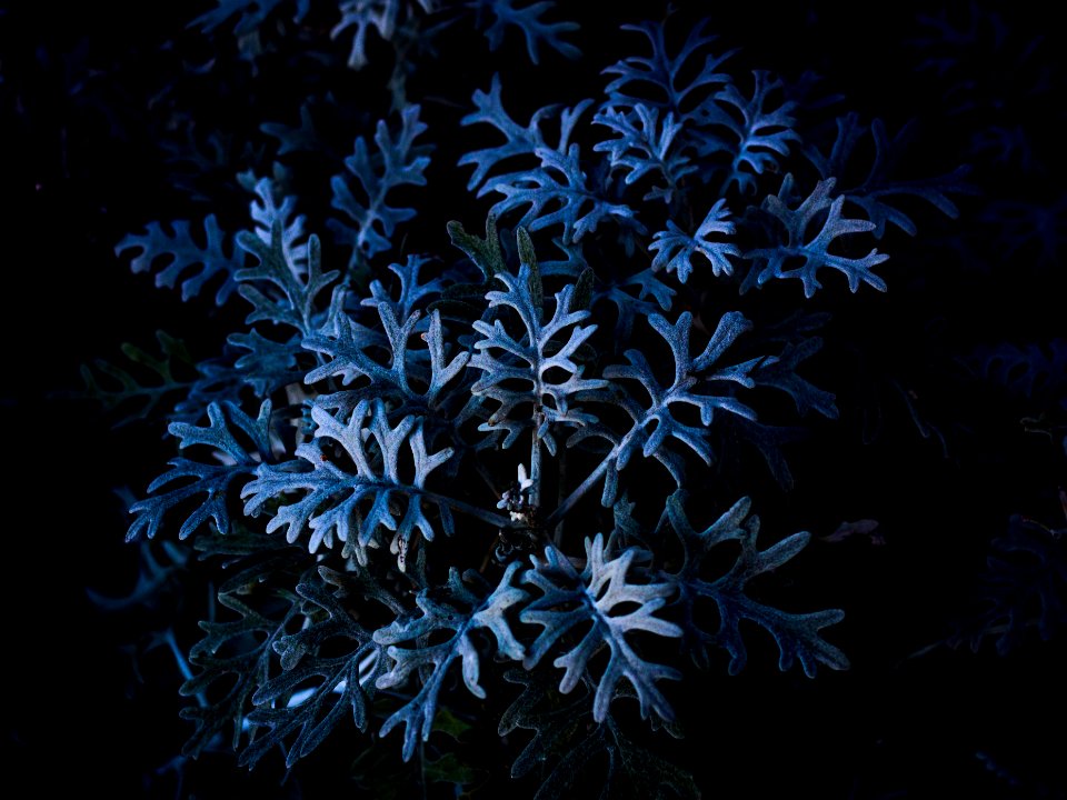 Monterey, United states, Outdoor