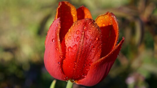 Red blooming tulip the petals photo