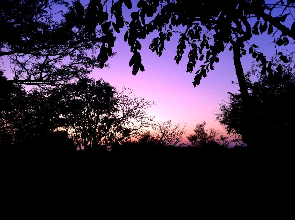 Marcs treehouse lodge, South africa, Savannah