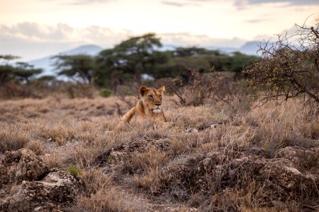 lion on grass field