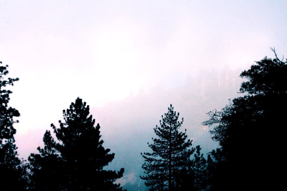 Silhouette, Woods, Mist