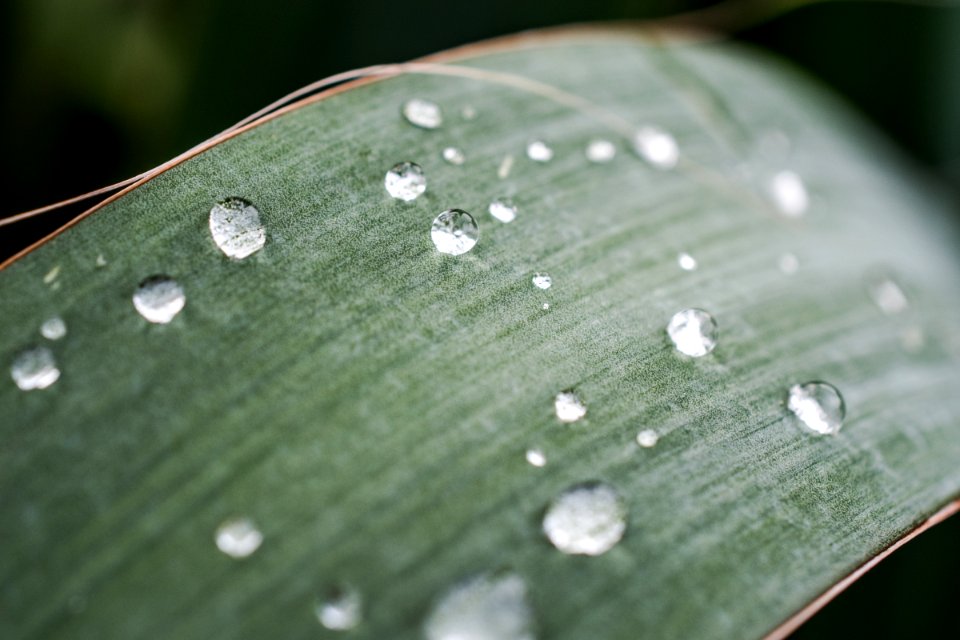 selective focus photography of dew on green leaf
