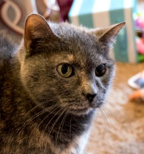 Gray cat, Grey cat,  kitty