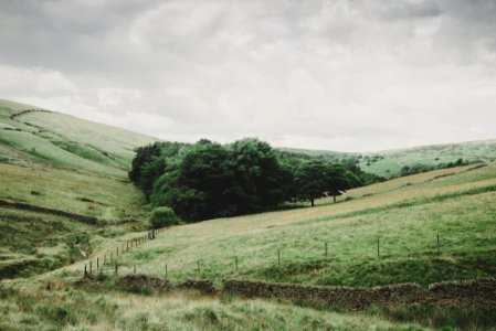 tree on hill photo