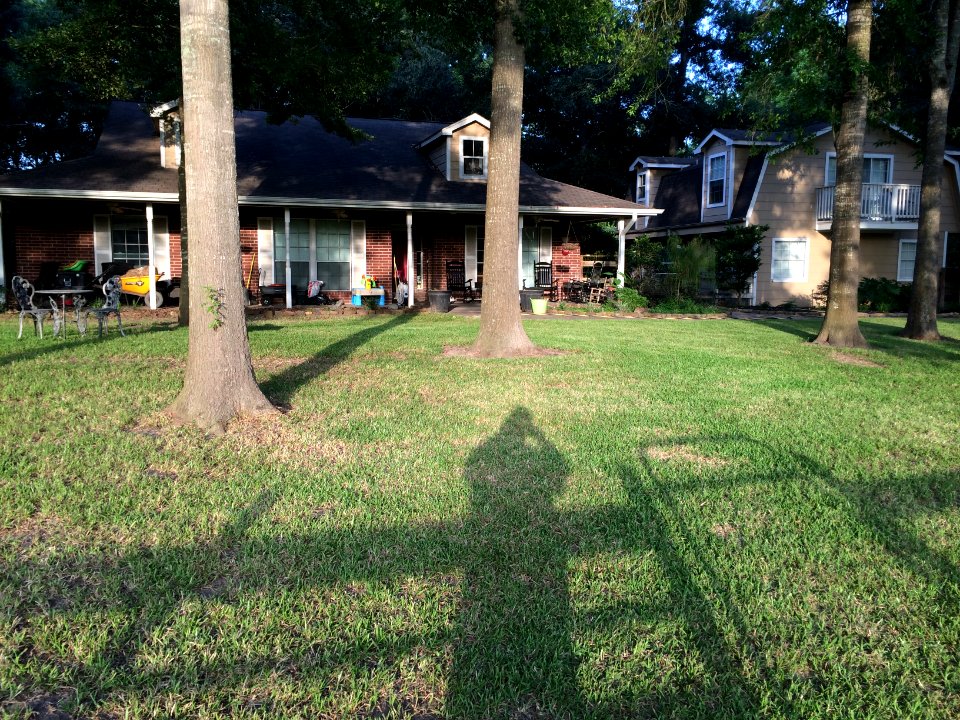 Trees, Front yard, Front porch