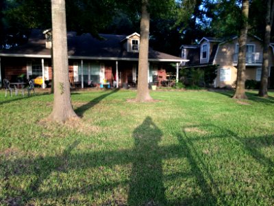 Trees, Front yard, Front porch