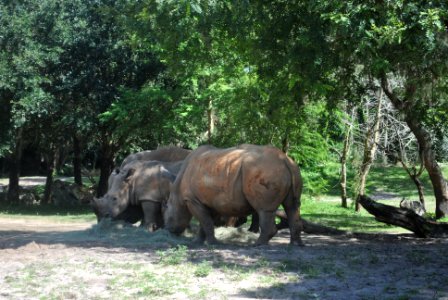 Rhinoceros, Rhino photo