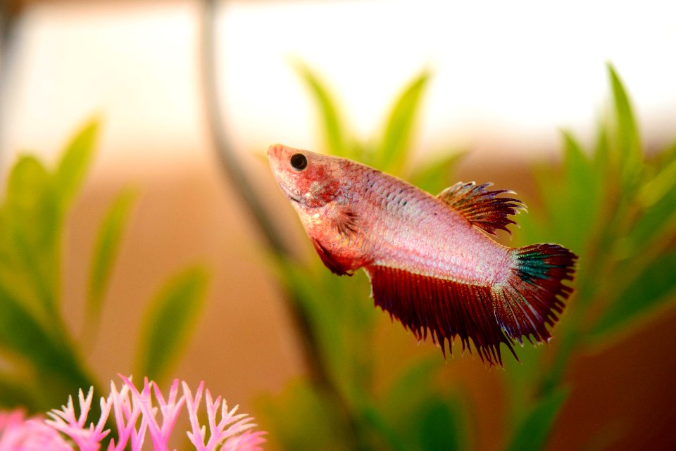 Aquarium, Betta, Tank