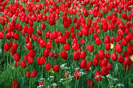 Bright colours tulpenbluete tulips