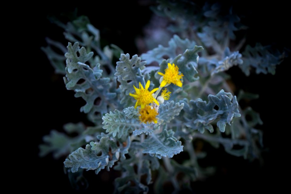 Adelaide, Australia, Yellow