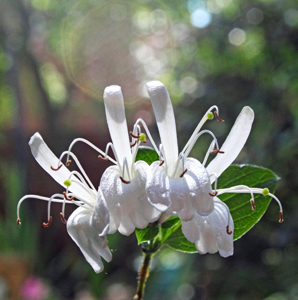 Honeysuckle white flower macro