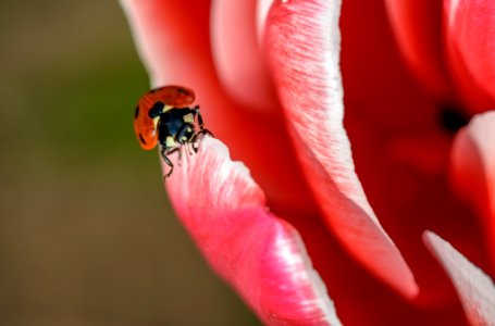 red and black ladybug on red petaled flower close-up photo