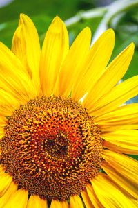 San antonio, United states, Flower