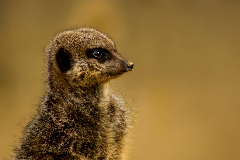 close up photography of gray rodent