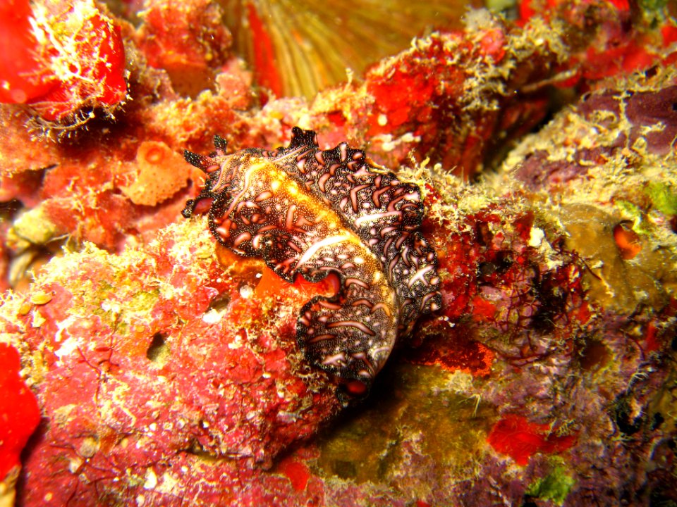 Maldives, North ari atoll, Bodufalhdoo tila