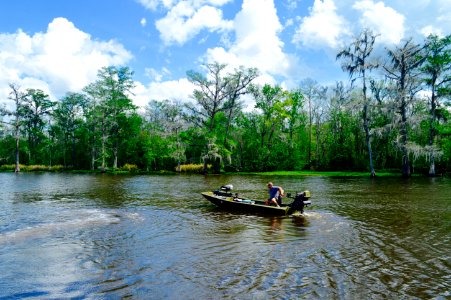 Bayou cane, United states, Nature photo