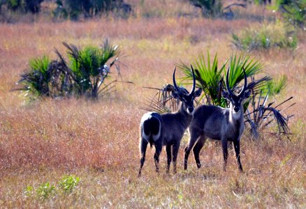 Safari, Tanzania, Bushbuck