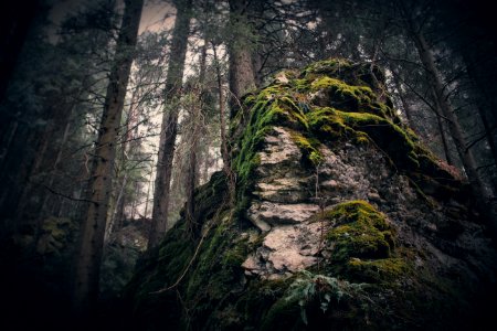 Moss, Mountain, Rock