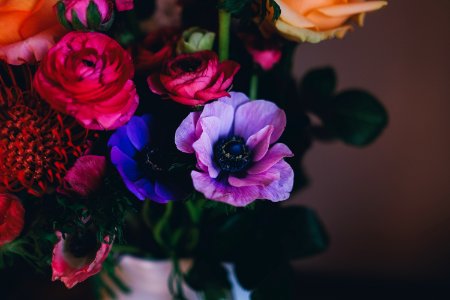 closeup photo of assorted-colored flowers
