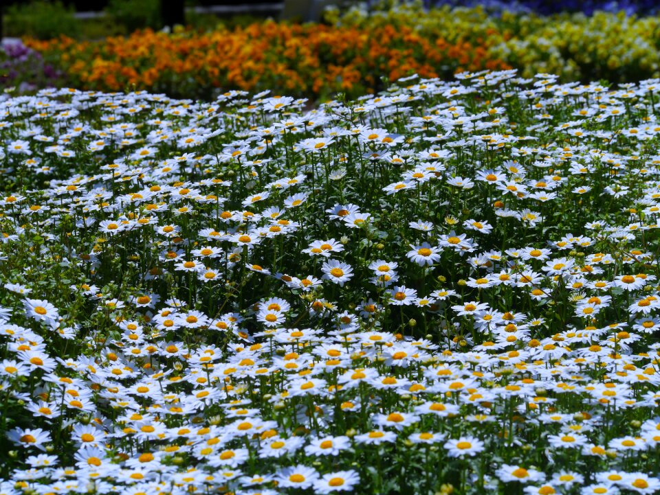 Gregariousness one side flower garden
