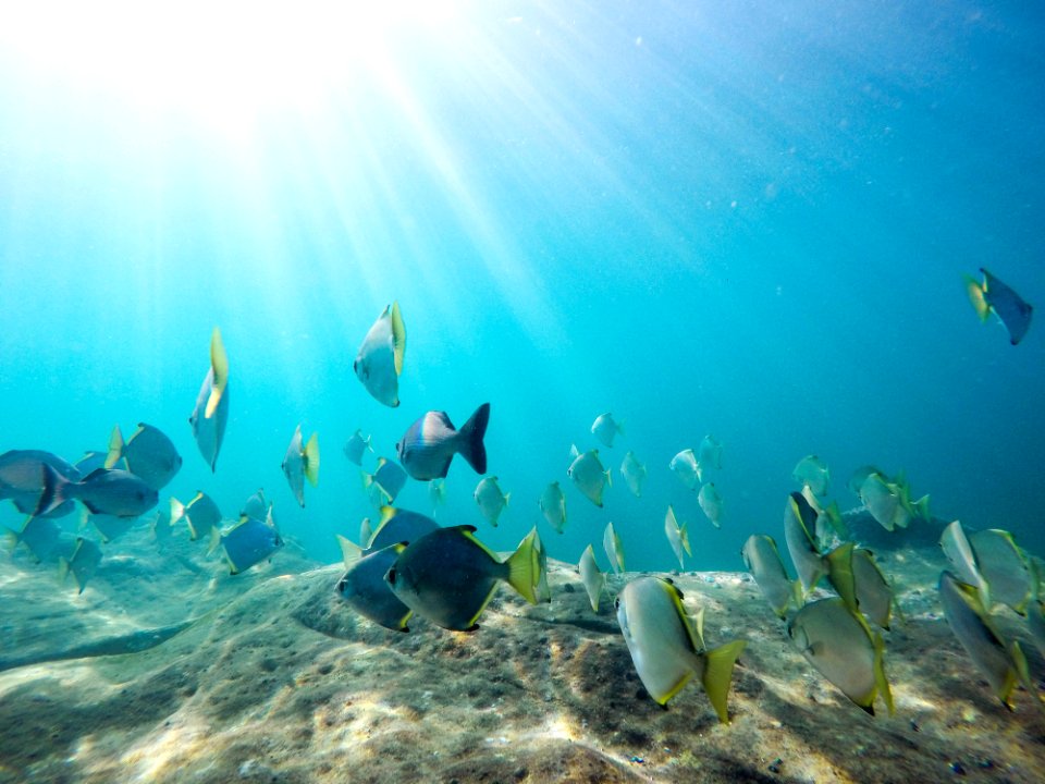 Marine life, Nature, Ocean