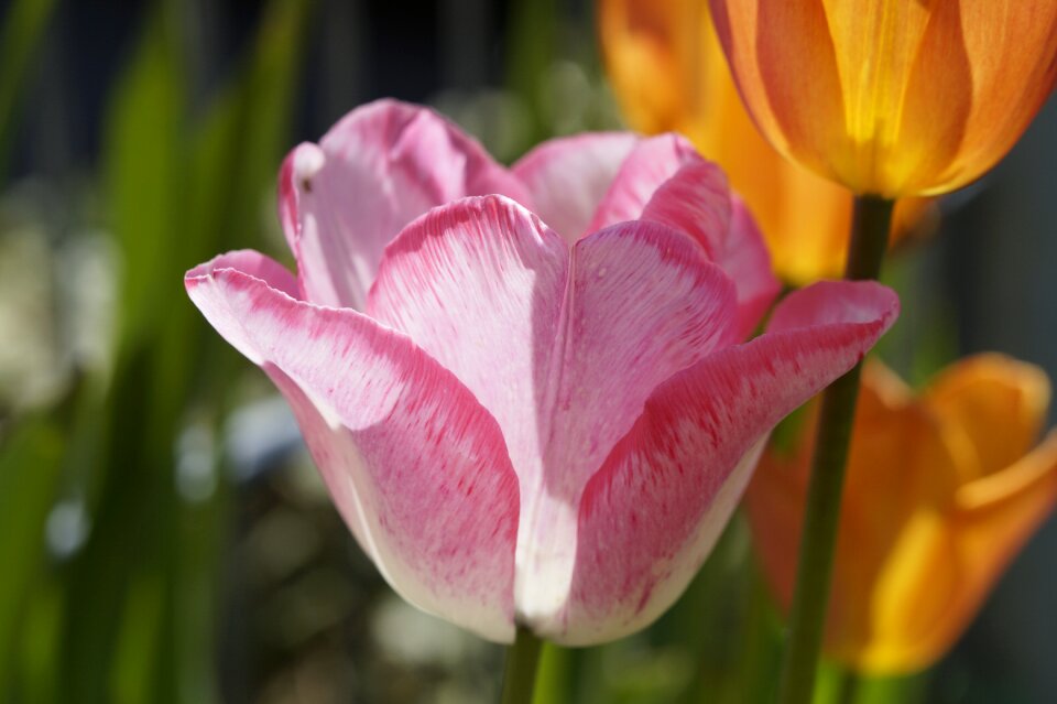 Spring garden flower garden