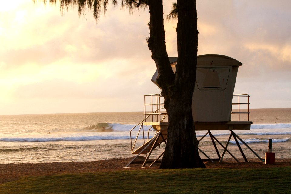 A large tree on this Hawaii beach.