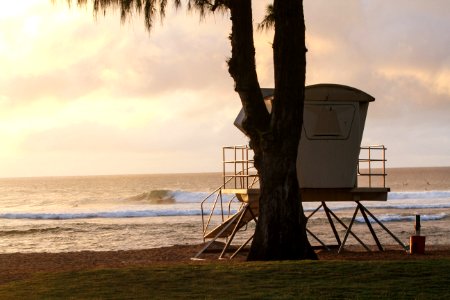 A large tree on this Hawaii beach.