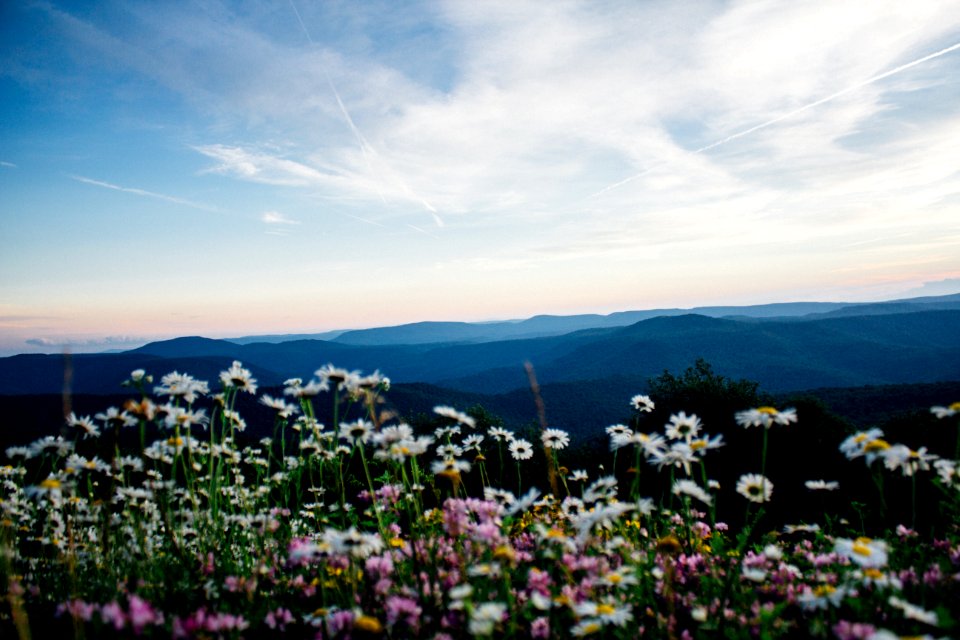 white and pink petaled flowering plants