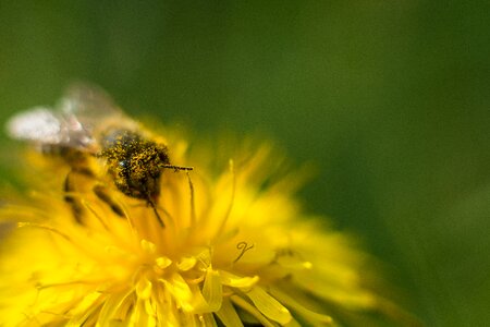 Pollen honey bee close up