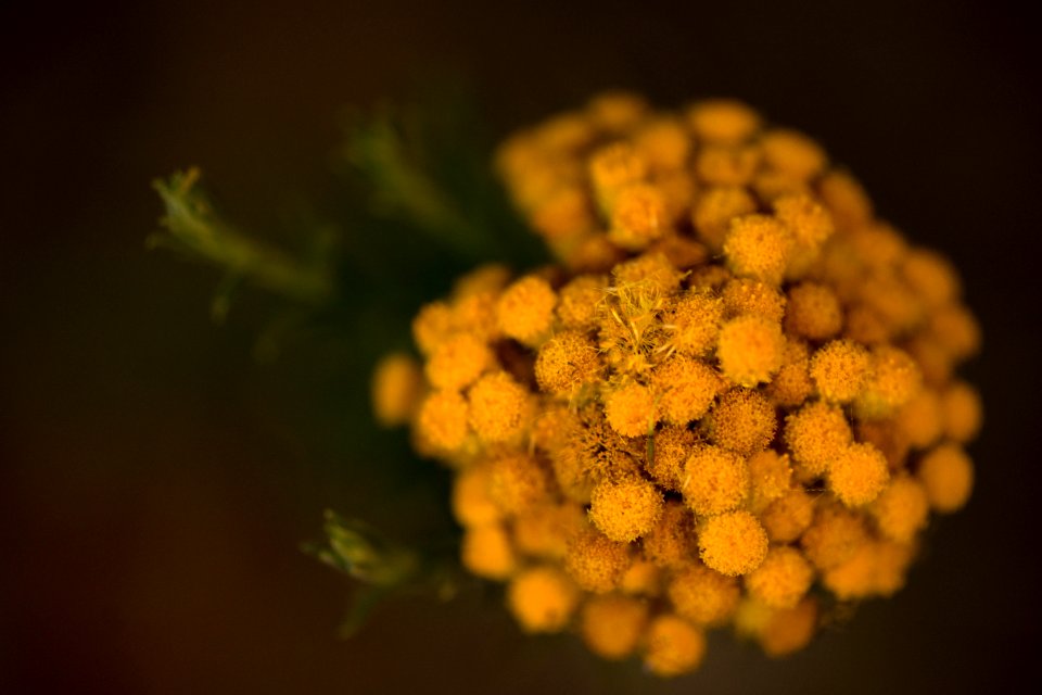 Melbourne, Australia, Floral