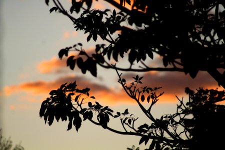 silhouette photography of tree leaves