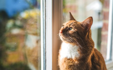 Kitten, Pet, Home