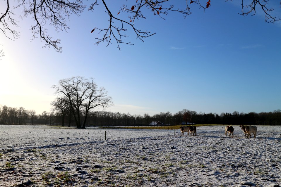 Aalten, Netherland, Winter