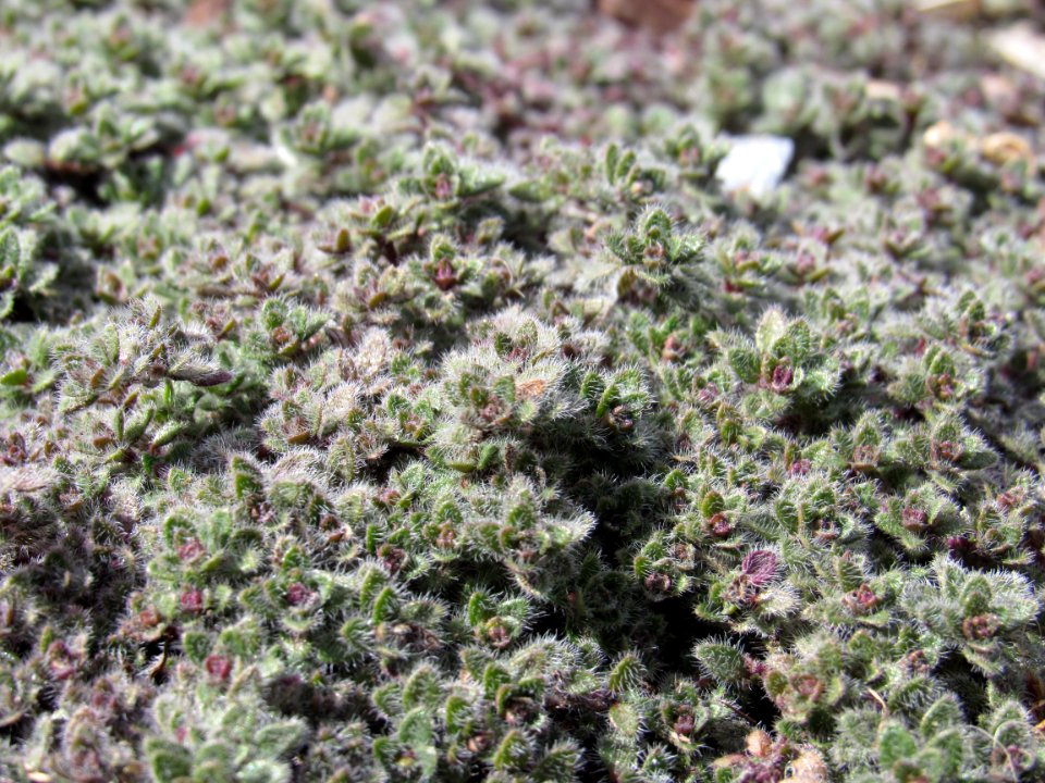 Spring, Green, Plant