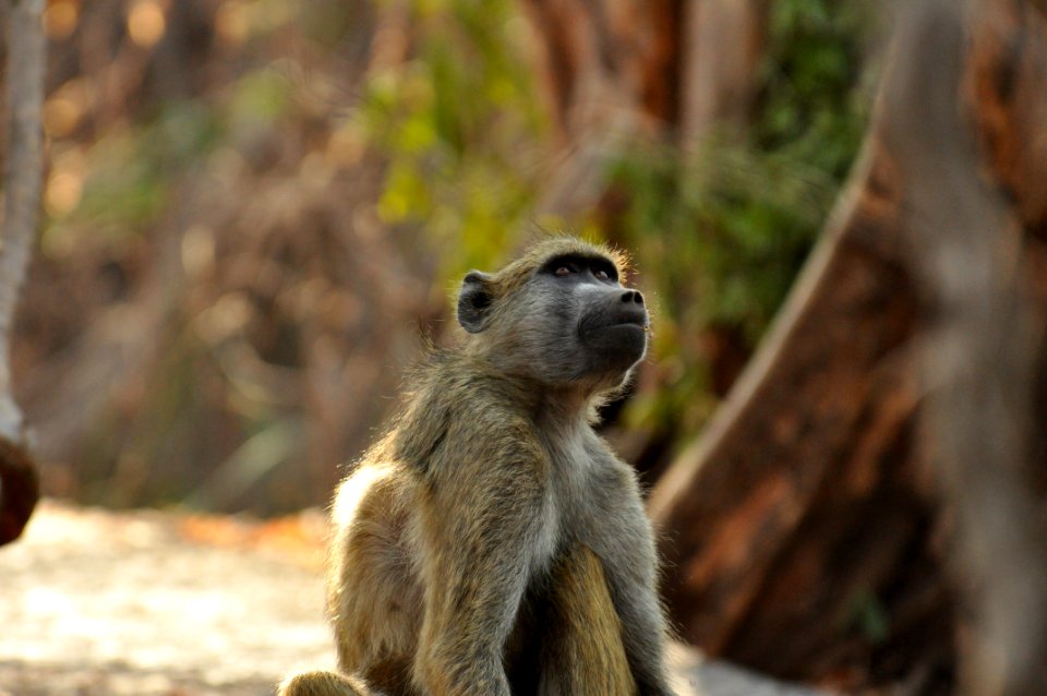 Livingstone, Zambia, Monkey