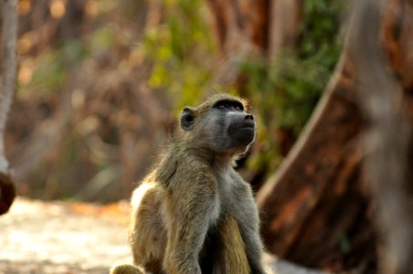 Livingstone, Zambia, Monkey photo