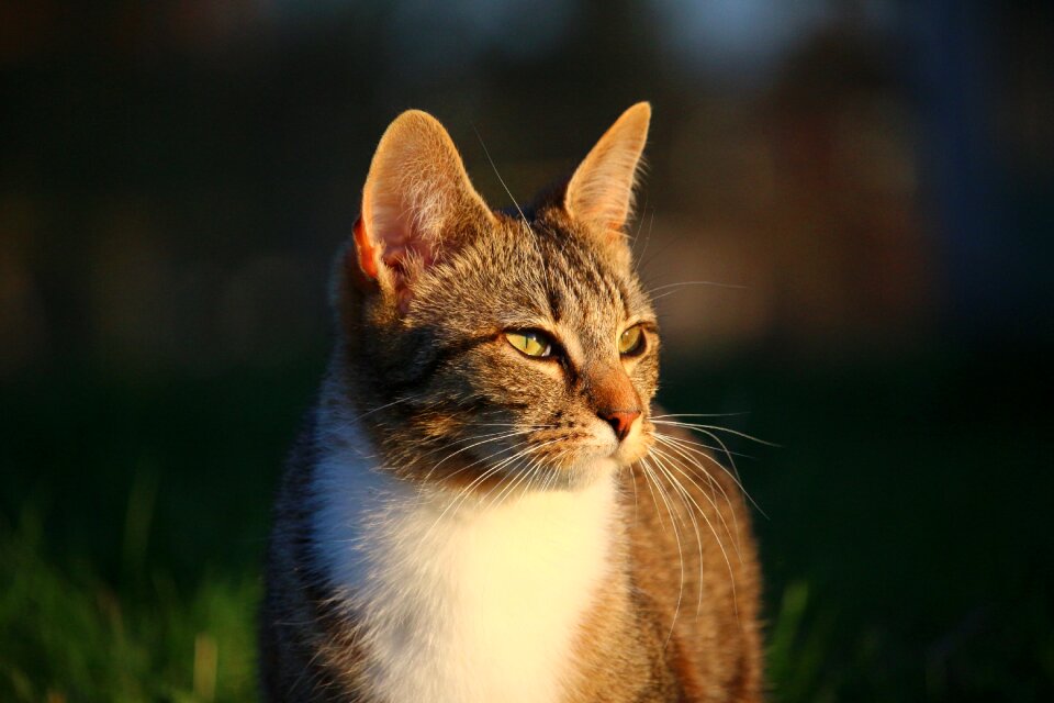 Mieze mackerel tiger cat