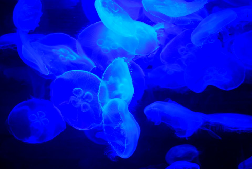 Perth, Australia, Aquarium