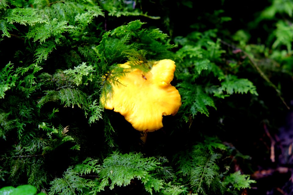 Sweden, Ldse, Edible