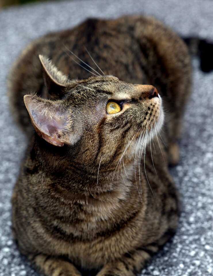 Domestic cats pet mieze