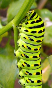 Swallowtail lepidoptera insect
