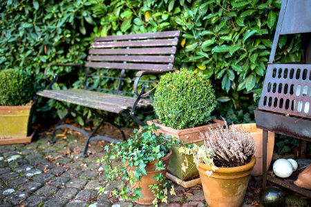 Gardening, Bush, Green